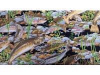 Trout Fish Swimming in the Rocks and Water with Weed